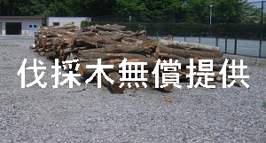 伐採木無償提供