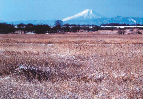 渡良瀬遊水地の桜づつみからの富士