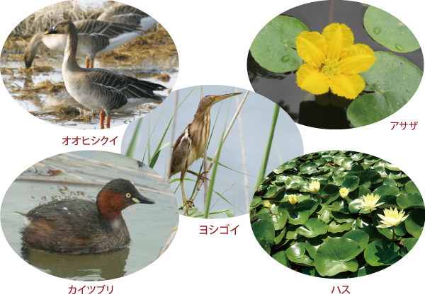 霞ヶ浦で見られる植物動物