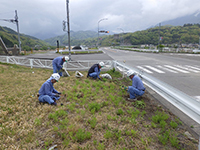 オオキンケイギク（特定外来生物）は、芽が出た頃からコツコツと・・・。