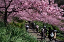 桜祭り