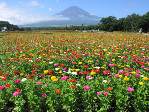 山中湖花の都公園（百日草）