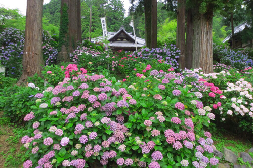 妙法寺（あじさい）