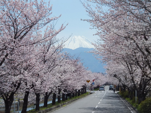 憩いの桜並木