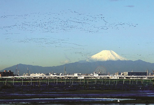 ふなばし三番瀬海浜公園とその周辺