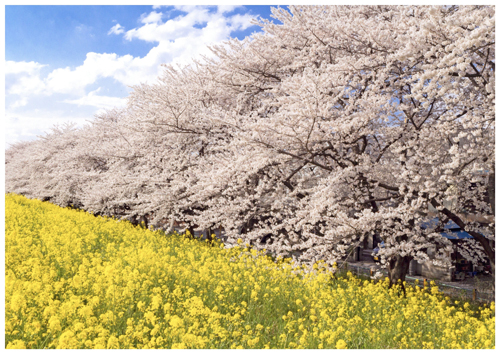 荒川沿いの桜