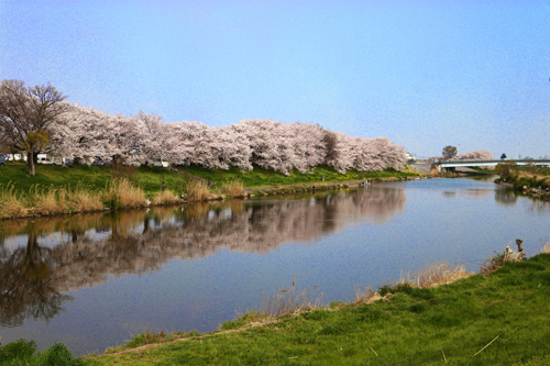 桜並木