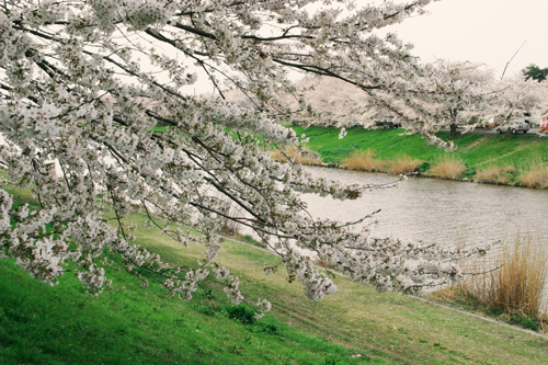 びん沼の桜
