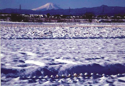 川島町水田からの富士