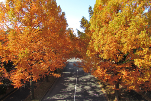 メタセコイア通りの紅葉