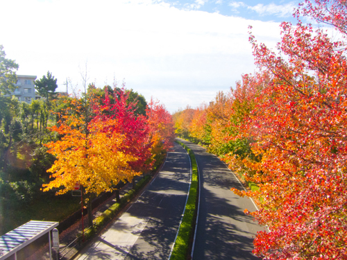 上之根大通りの紅葉