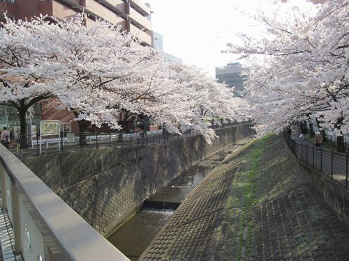 乞田川沿いの桜