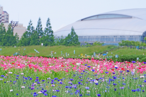 馬入のお花畑