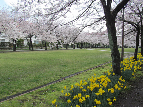 宝野公園・奈良原公園の桜