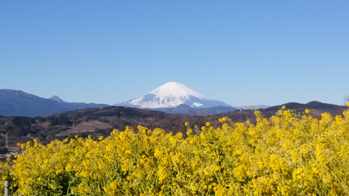 二宮町の「吾妻山」