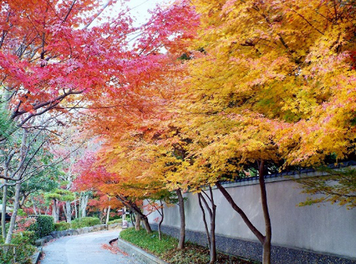 秋の園路（旧三井別邸地区）