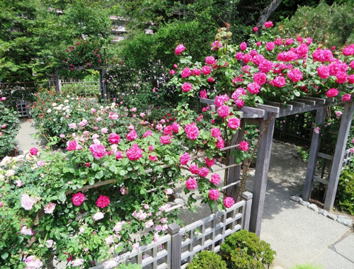 吉田茂が愛したバラ園（旧吉田茂邸地区）