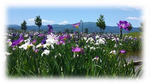 せせらぎの郷 花菖蒲園（５月下旬～６月中旬）