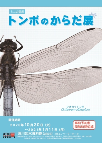 ミニ企画展 トンボのからだ展 年10月日 21年1月11日 終了しました 荒川下流河川事務所 国土交通省 関東地方整備局