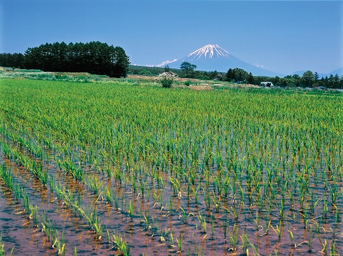 立沢大規模水田地帯