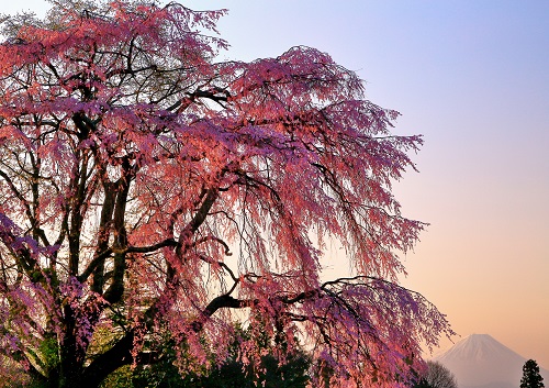 田端しだれ桜と富士山