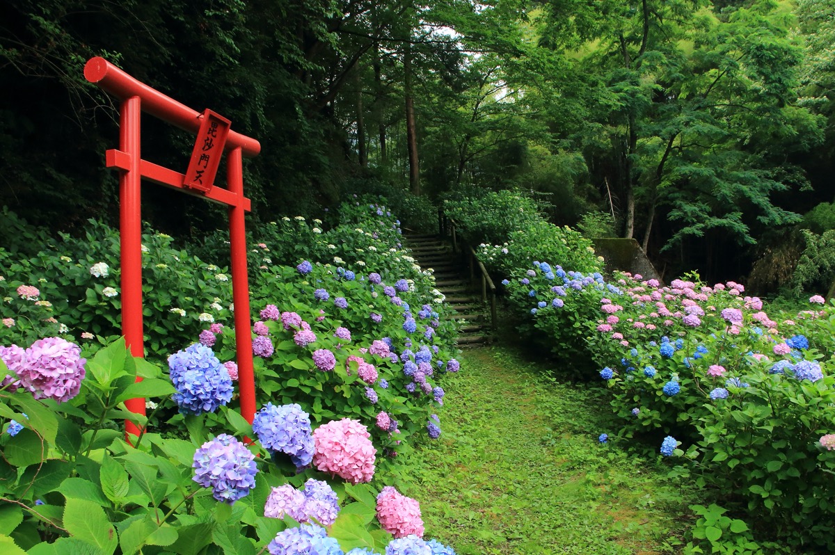 八塩 あじさいの里