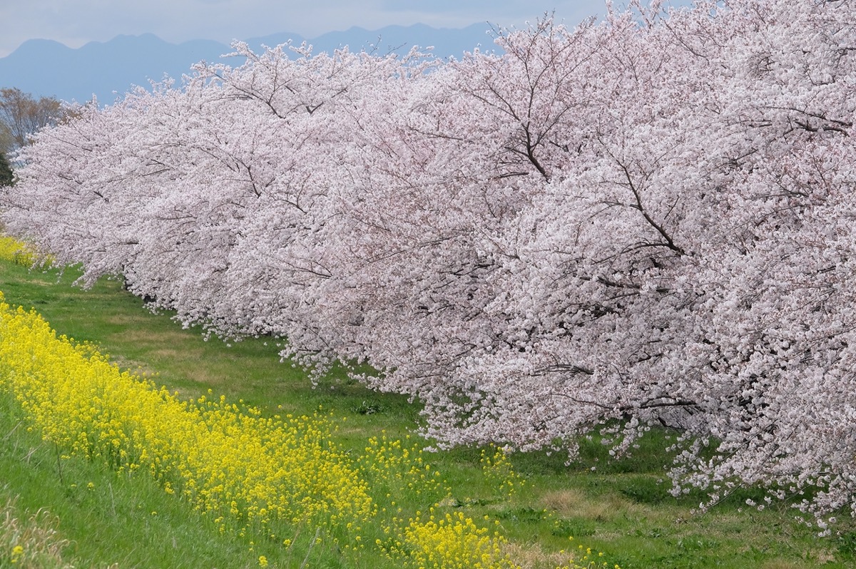 玉村町 滝川の桜並木