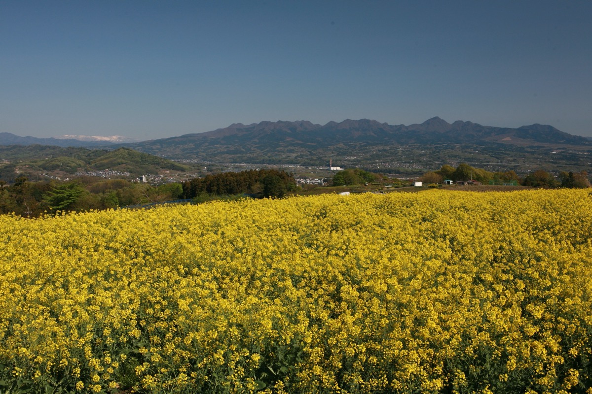 鼻高展望花の丘