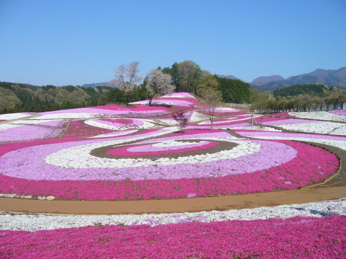 みさと芝桜公園
