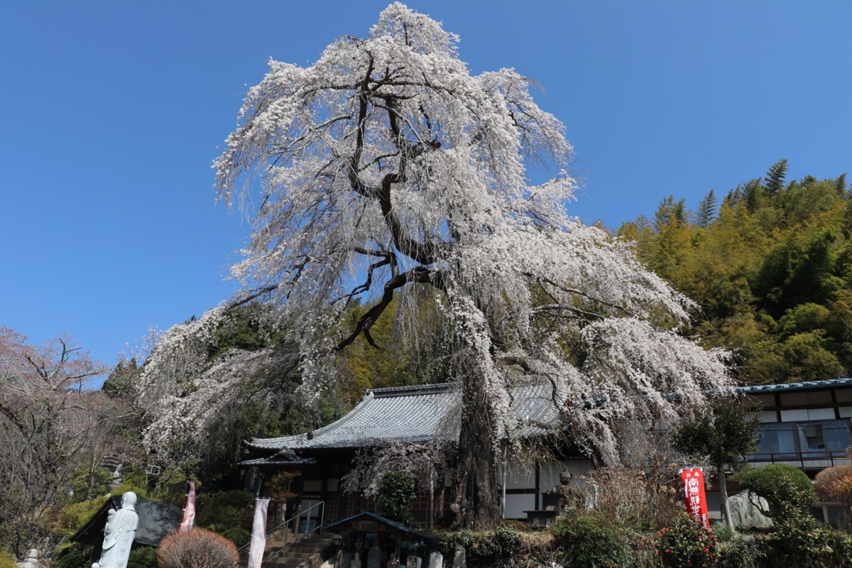 龍松寺のしだれ桜