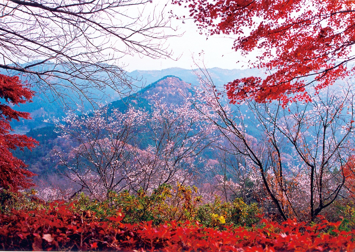 城峯公園
