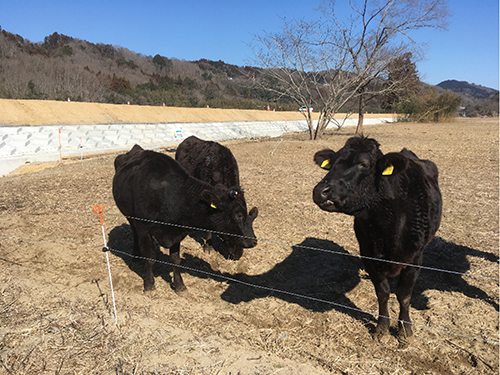 堤防ができてよかったも～!!