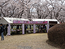 蓼科山聖光寺　桜まつり