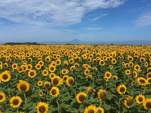 長井海の手公園「ソレイユの丘」