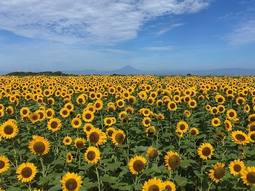 長井海の手公園「ソレイユの丘」