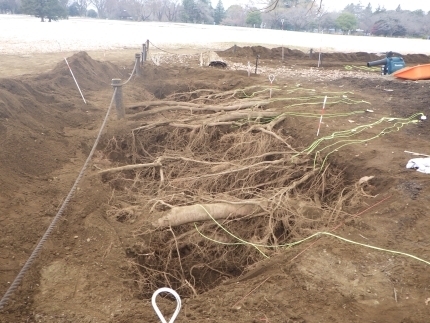 根の調査と土壌改良