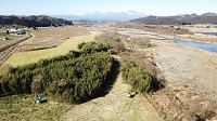 竹林を食べ尽くすバックホウ