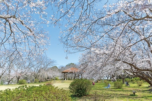 権現山公園の桜