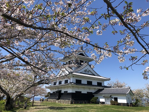 桜（城山公園）