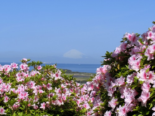 つつじ（城山公園）