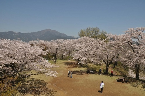 弘法山公園の桜