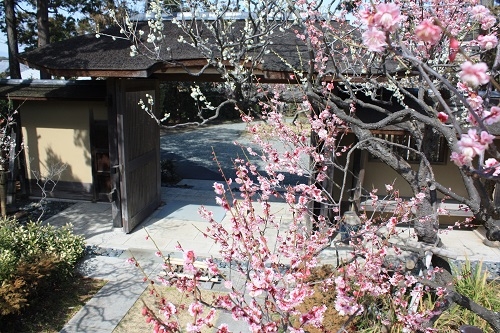 紅梅と兜門（旧吉田茂邸地区）