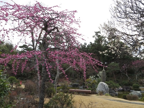 梅・心字池（旧吉田茂邸地区）