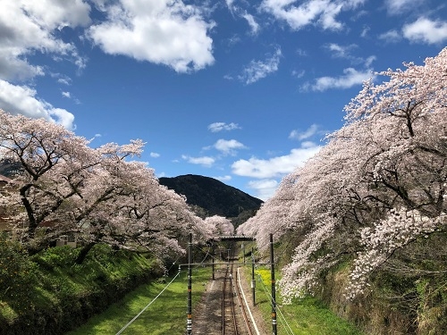 御殿場線沿いの桜