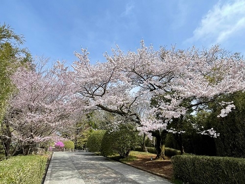 春の桜