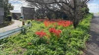 見頃を終えたら除草します。