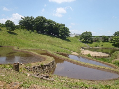 段々畑（栃谷戸公園）