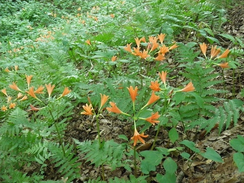 キツネノカミソリ（片倉つどいの森公園）