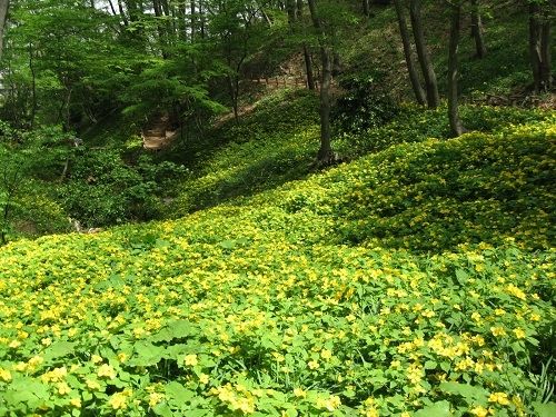 ヤマブキソウ（片倉つどいの森公園）
