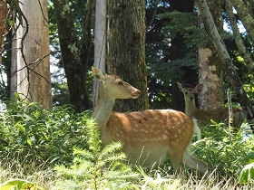 ニホンジカ